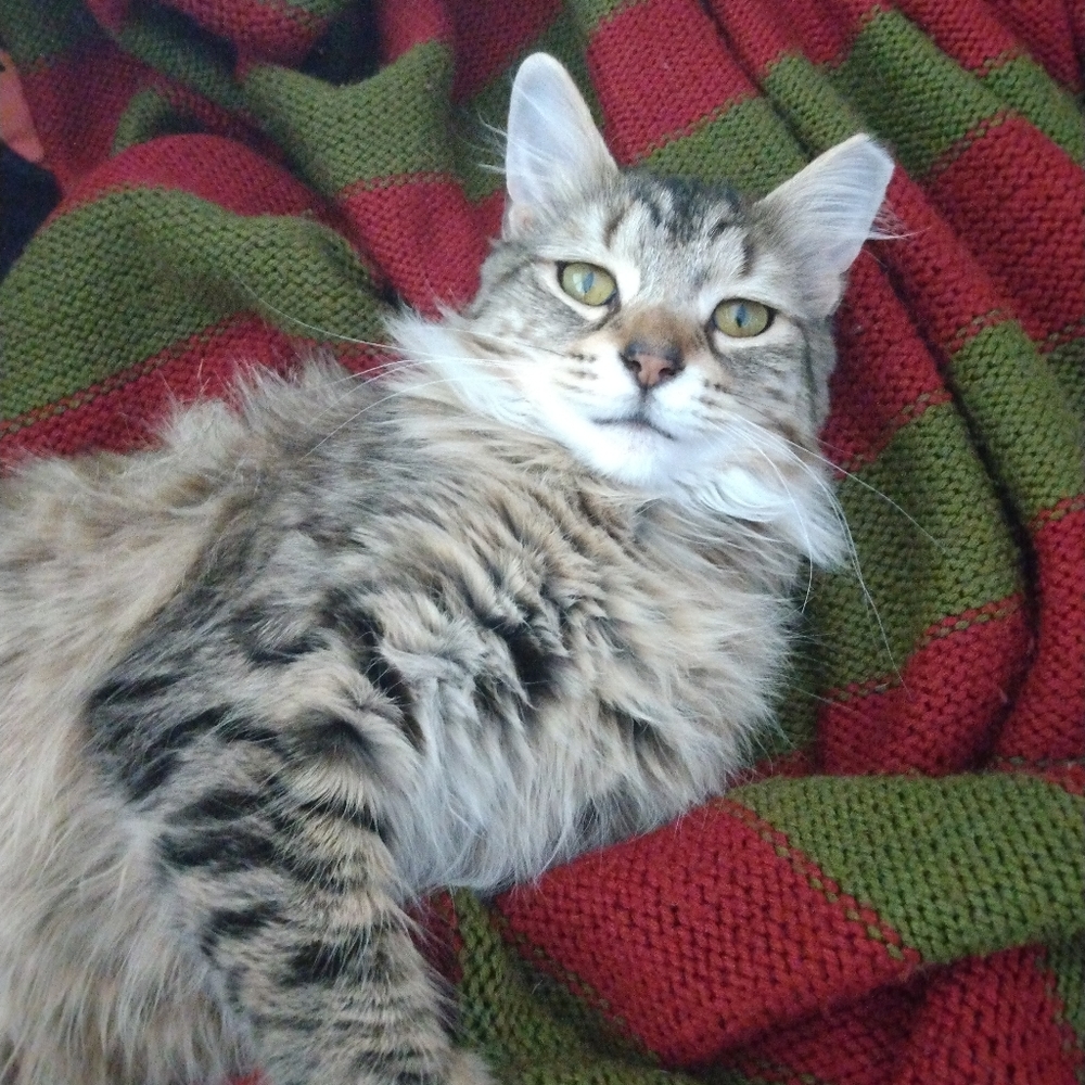 Meet Millie